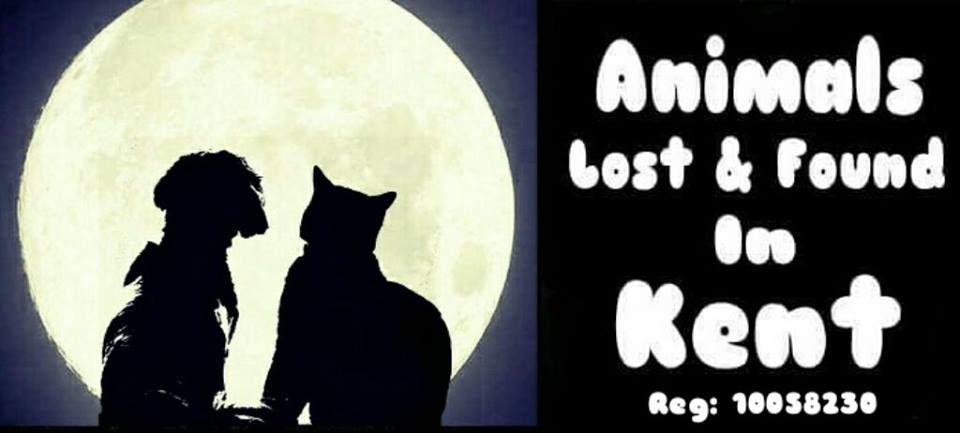 animals lost kent, dog lost kent, car lost kent, cat found kent, animal charity kent,